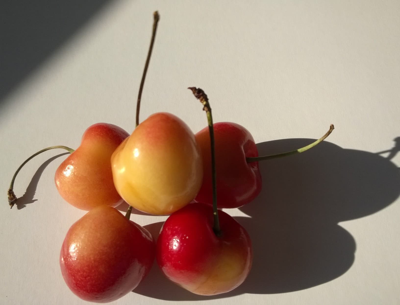 Rainier cherries